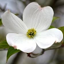 Cornus Flower Seeds for Planting – Heirloom Non-GMO Fragrant Blossoms Organic Garden Seeds