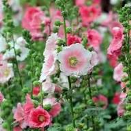Mixed Danish Hollyhock Flower Seeds for Planting - Hardy Variety, Heirloom & GMO Free Seeds for Home Garden Non-GMO