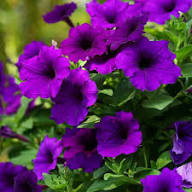 Blue Petunia Flower Seeds for Planting | Heirloom Non-GMO High Germination Organic Garden Seeds
