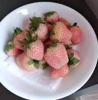 Pink Strawberry Fruit Seeds for Planting – Heirloom, Non-GMO, High Germination Organic Garden Seeds