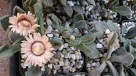 Titanopsis Fulleri Flower Seeds for Planting – Heirloom, Non-GMO, High Germination Organic Garden Seeds