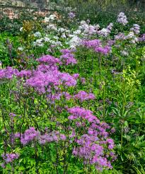 Lavender Thalictrum Flower Seeds for Planting – Heirloom, Non-GMO, Premium Quality, High Germination