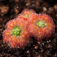 Pink Sundew Flower Seeds for Planting | Heirloom Non-GMO, High Germination Organic Garden Seeds