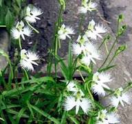 Dove  Orchid Flower Seeds for Planting | Heirloom Non-GMO High Germination Organic Garden Seeds