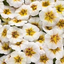 White Yellow Frostfire Flower Seeds for Planting – Heirloom, Non-GMO, Hardy Variety, High Germination Organic Garden Seeds