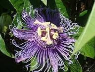 Passiflora Flower Seeds for Planting – Hardy Variety, Heirloom, Non-GMO, High Germination Garden Seeds