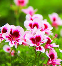 Purple & White Geranium Flower Seeds for Planting – Heirloom, Non-GMO, High Germination Garden Seeds