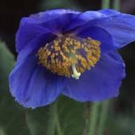 Fresh Meconopsis Flower Seeds for Planting - Heirloom, Non-GMO, High Germination Organic Garden Seeds