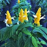 Yellow Pachystachys Lutea Flower Seeds for Planting | Heirloom Non-GMO High Germination Organic Garden Seeds