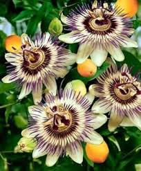 Passiflora Flower Seeds for Planting – Premium Quality, Heirloom, Non-GMO, High Germination