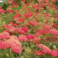 Red Achillea Flower Seeds for Planting | Heirloom Non-GMO High Germination Organic Garden Seeds