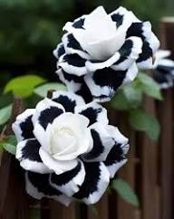 Black and White Rose Flower Seeds for Planting – Heirloom Non-GMO High Germination Organic Garden Seeds