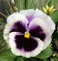 Violet Pansy Flower Seeds for Planting – Heirloom, Non-GMO, High Germination Organic Garden Seeds
