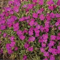 Pink Aubrieta Flower Seeds for Planting | Heirloom Non-GMO High Germination Organic Garden SeedsOrange Protea Flower Seeds for Planting – Heirloom Non-GMO, High Germination Organic Garden Seeds