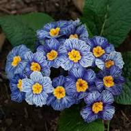 Blue Zebra Primula Flower Seeds for Planting | Heirloom Non-GMO High Germination Organic Garden Seeds