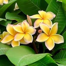 Yellow Frangipani Flower Seeds for Planting | Heirloom Non-GMO Organic Garden Seeds