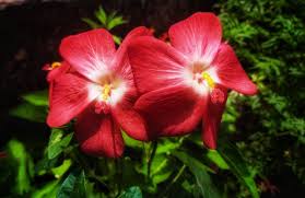 Heirloom Hibiscus Abelmoschus Flower Seeds for Planting – Garden Favorite, Non-GMO, High Germination Organic Garden Seeds