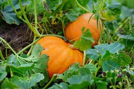 Orange Giant Pumpkin Vegetable Seeds for Planting – Heirloom & Non-GMO Seeds