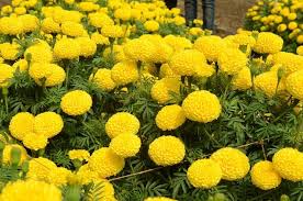 Light Yellow Marigold Flower Seeds for Planting – Shade Tolerant, Heirloom, Non-GMO & High Germination Seeds