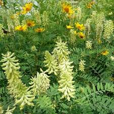 Light Green Astragalus Flower Seeds for Planting | Heirloom Non-GMO High Germination Organic Garden Seeds