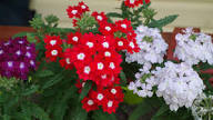 Red White Verbena Flower Seeds for Planting Heirloom Non-GMO High Germination Organic Garden Seeds