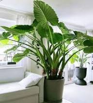 Green Alocasia Flower Seeds for Planting – Heirloom Non-GMO High Germination Organic Garden Seeds