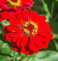Burgundy Zinnia Flower Seeds for Planting – Heirloom Non-GMO High Germination Organic Garden Seeds