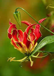 Pardancanda Flower Seeds for Planting – Heirloom, Non-GMO, Low Maintenance, High Germination