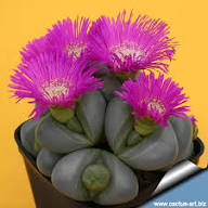 Pink Argyroderma Flower Seeds for Planting – Garden Favorite, Heirloom, Non-GMO, High Germination Organic Garden Seeds
