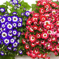 Herencia Flower Seeds for Planting – Heirloom, Non-GMO, High Germination Organic Garden Seeds