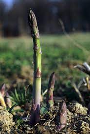 Green Asparagus Virgatus Plant Seeds for Planting – Heirloom & Non-GMO Seeds, Ornamental Foliage for Garden Borders