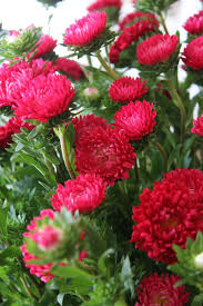 Red Aster Flower Seeds for Planting – Heirloom, Non-GMO, High Germination Wildflower Garden Seeds