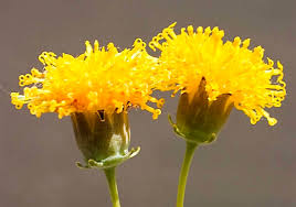 Heirloom Thelesperma Flower Seeds for Planting – Non-GMO, High Germination Organic Garden Seeds