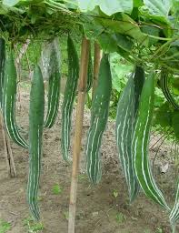 Green Serpent Melon Vegetable Seeds for Planting – Heirloom & Non-GMO Garden Seeds