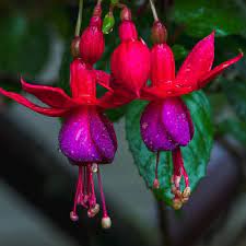 Purple Pink Fuchsia Flower Seeds – Heirloom, Non-GMO, High Germination Organic Garden Seeds for Planting