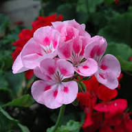 Peach Geranium Pelargonium Flower Seeds for Planting Heirloom Non-GMO High Germination Organic Garden Seeds