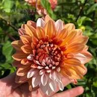 Butterscotch Dahlia Flower Seeds for Planting - Heirloom, Non-GMO, High Germination Organic Garden Seeds