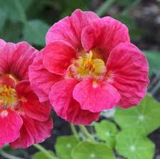 Dark Pink Nasturtium Flower Seeds for Planting – Heirloom, Non-GMO, Garden Favorite Organic Garden Seeds