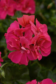Rose Pelargonium Peltatum Seeds for Planting – Heirloom, Non-GMO, High Germination Organic Garden Seeds