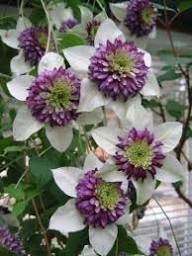 Clematis Flower Seeds for Planting | Heirloom Non-GMO Organic Garden Seeds, Long Bloom Season, High Germination