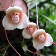 Mixed Monkey Face Orchid Flower Seeds for Planting – Heirloom, Non-GMO, High Germination Organic Seeds