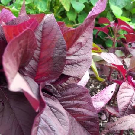 Amaranth Red Leaf Seeds 