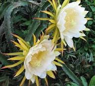 Cereus Flower Seeds for Planting – Heirloom Non-GMO Perfect for Borders Organic Garden Seeds