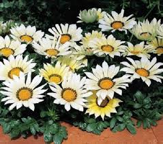 White Gazania Flower Seeds for Planting – Heirloom, Non-GMO, Pollinator Friendly Garden Seeds