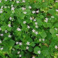 Flower Seeds, Seeds,Seeds For Planting,Plant Seeds