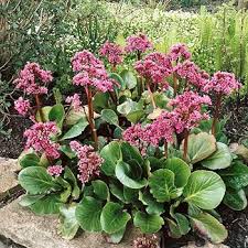 Mixed Bergenia Cordifolia Flower seeds for Planting - Compact Growth, Heirloom &amp; GMO Free Seeds for Home Garden