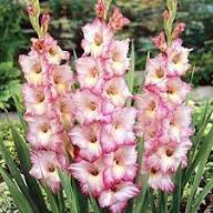 Gladiolus Flower seeds for Planting – Vibrant Colors, Heirloom &amp; GMO Free Seeds for Home Garden, High Germination