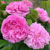 Heirloom Damask Rose Flower Seeds for Planting | Non-GMO High Germination Organic Garden Seeds