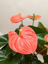 Anthurium Orange Flower Seeds for Planting - 100 pcs - Wildflower Mix, Heirloom & GMO Free Seeds for Home Garden