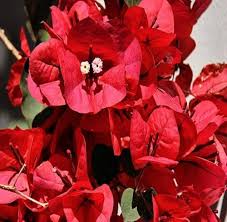 Maroon Bougainvillea Flower Seeds for Planting – Heirloom, Non-GMO, Organic Garden Seeds